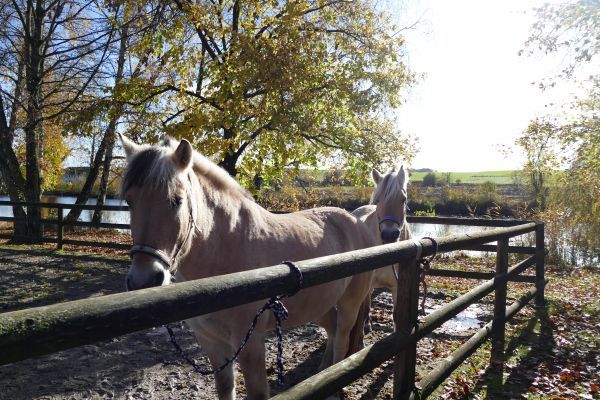 Zwei neue Therapiepferde