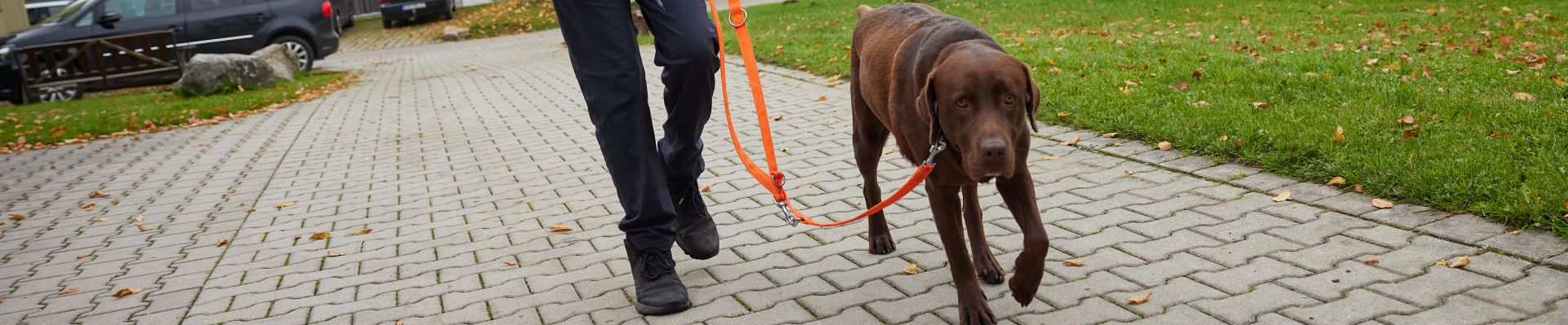 Schulhund
